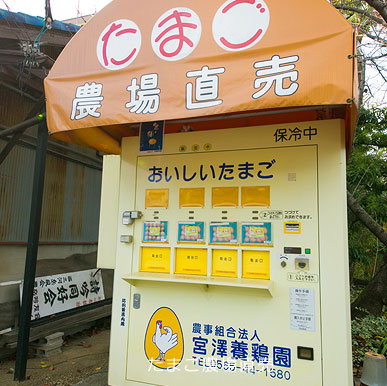 Egg Farm Direct Sales