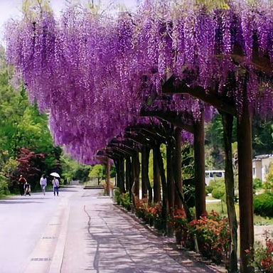 Wisteria Corridor