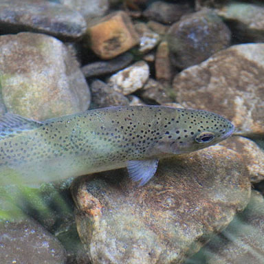 Kamikoshi Keikoku Valley Trout Fishing Area